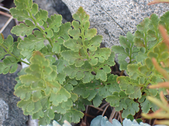 Cryptogramma acrostichoides, photograph (c) Stevie Steele, some rights reserved (CC BY)