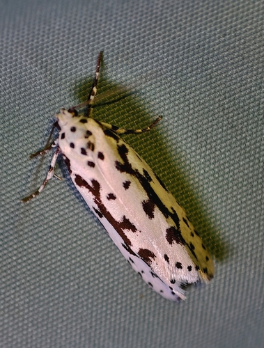 Candidella observed 2026-09-21