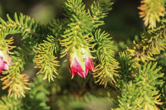 Darwinia oxylepis