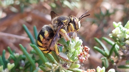 Florentine Woolcarder Bee