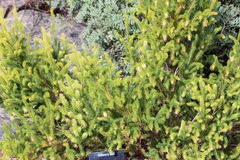 Darwinia oxylepis