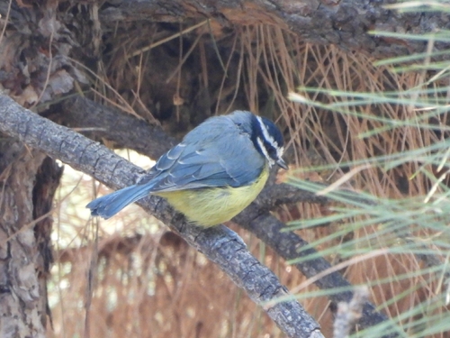 African Blue Tit