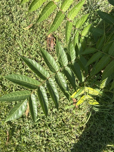 tree-of-heaven