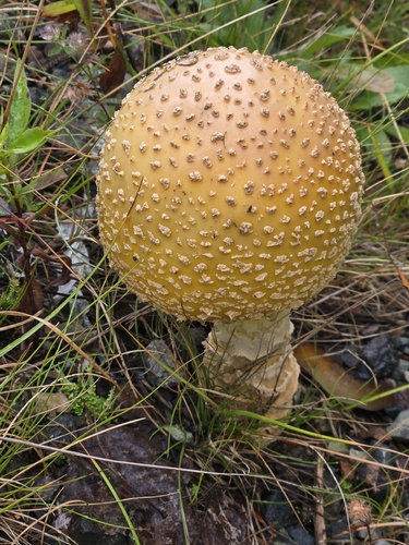 American Yellow Fly Agaric