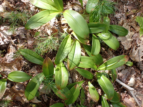 Clintonia borealis, photograph 3