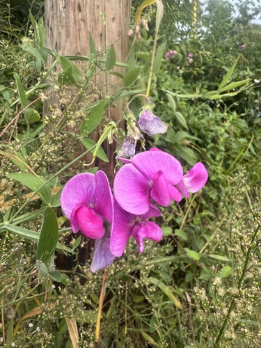 broad-leaved sweet pea