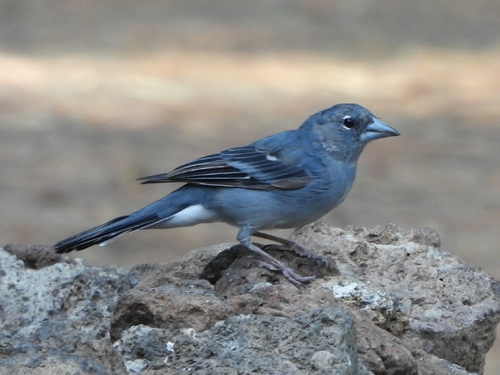 Tenerife Blue Chaffinch