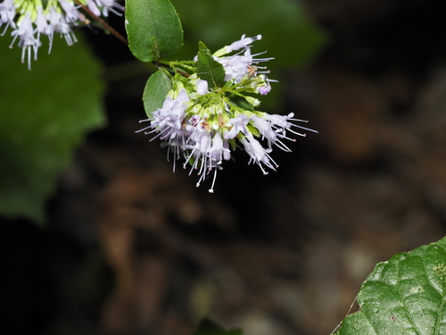 Cunila origanoides, photograph 4