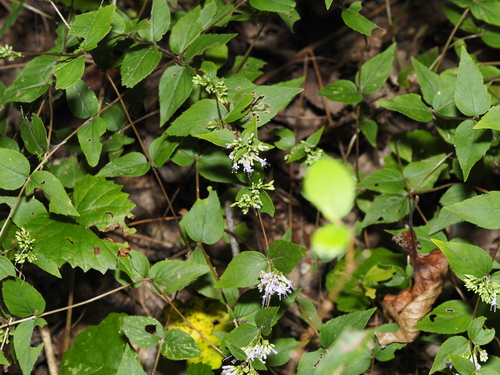 Cunila origanoides, photograph 6