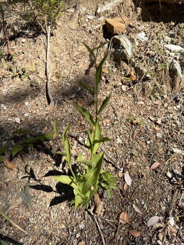 Cypripedium californicum, photograph 2