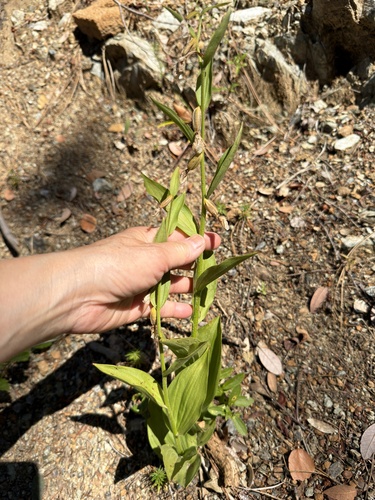 Cypripedium californicum, photograph 3