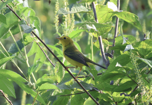 Wilson's Warbler