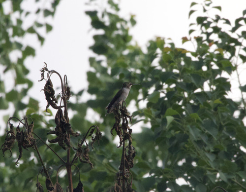 Ruby-throated Hummingbird