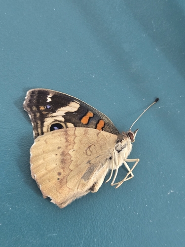 Gray Buckeye