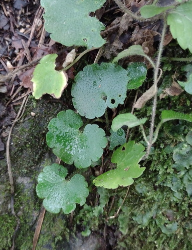 Chrysosplenium alternifolium, photograph 1