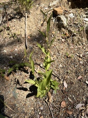 Cypripedium californicum, photograph (c) Dee Shea Himes, some rights reserved (CC BY)