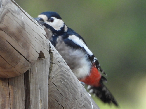 Tenerife Great Spotted Woodpecker