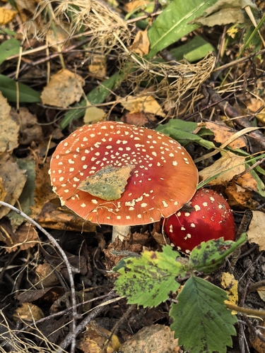 Fly Agaric
