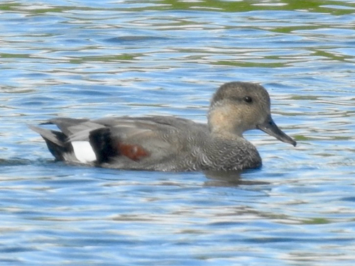 Gadwall