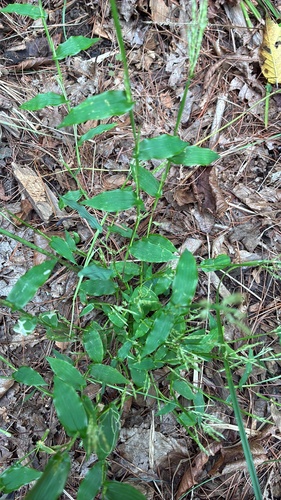 small carpetgrass
