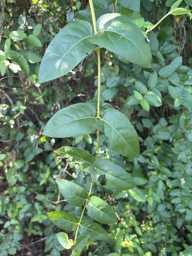 Japanese honeysuckle