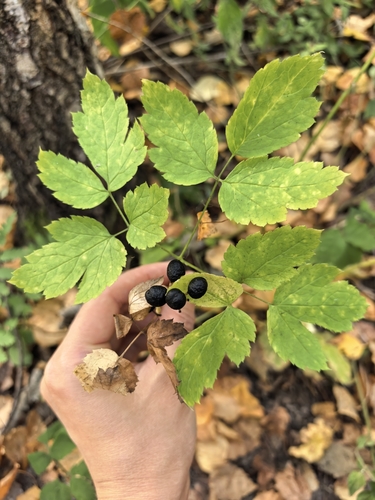 Eurasian baneberry