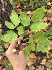 (c) Uliana Bogatyreva, some rights reserved (CC BY) Actaea spicata, photograph (c) Uliana Bogatyreva, some rights reserved (CC BY)