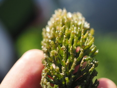 Ceratophyllum demersum, photograph (c) Augustin Soulard, some rights reserved (CC BY)