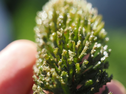 Ceratophyllum demersum, photograph 6