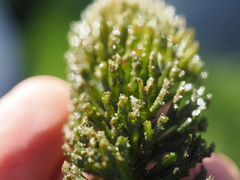 Ceratophyllum demersum, photograph (c) Augustin Soulard, some rights reserved (CC BY)
