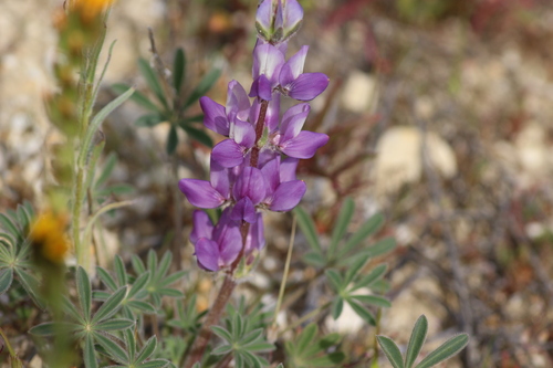Lupinus microcarpus, photograph 2