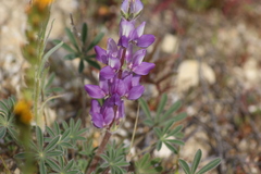Lupinus microcarpus, photograph author not stated, no rights reserved