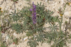 Lupinus microcarpus, photograph author not stated, no rights reserved