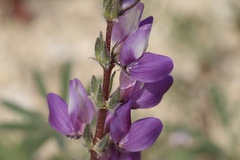 Lupinus microcarpus