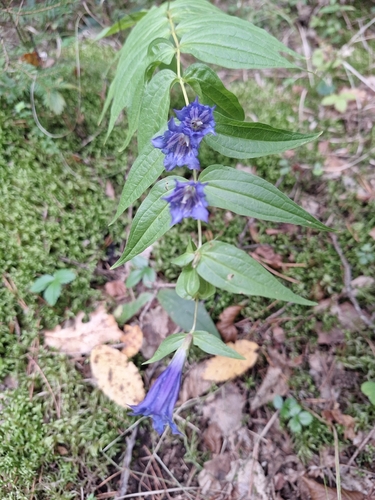 willow gentian