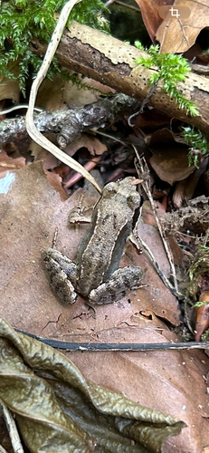 European Common Frog