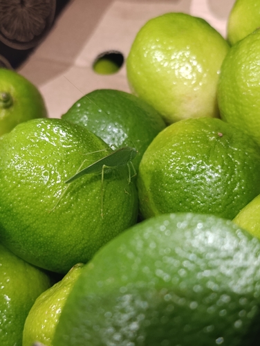 Mediterranean Katydid