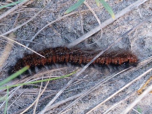 Fox Moth