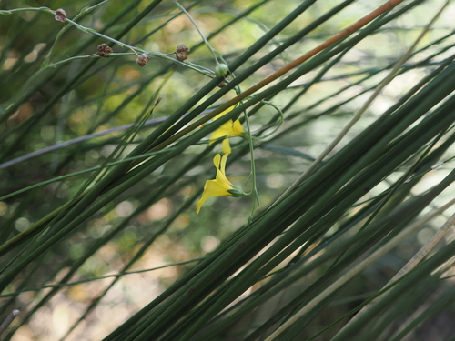 Linum maritimum, photograph 2