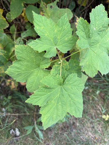 thimbleberry