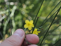Linum maritimum
