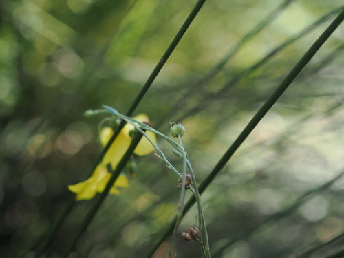 Linum maritimum, photograph 1