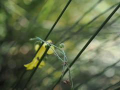 Linum maritimum, photograph (c) Augustin Soulard, some rights reserved (CC BY)