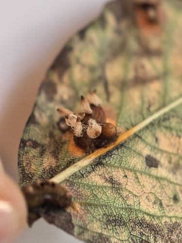 Pear Rust