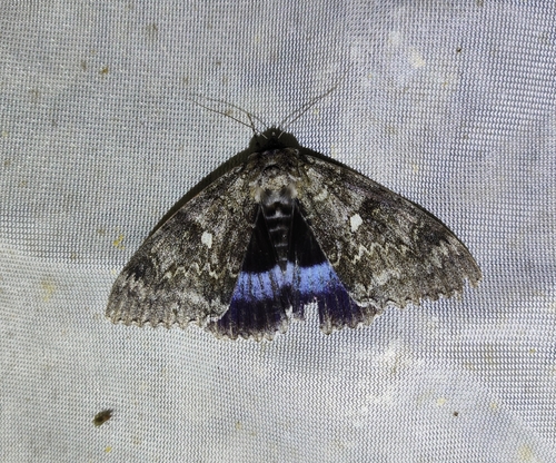 Blue Underwing