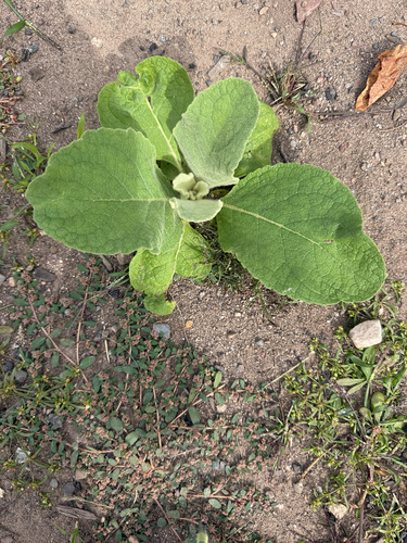 great mullein