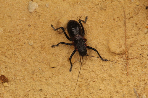Eugaster spinulosa