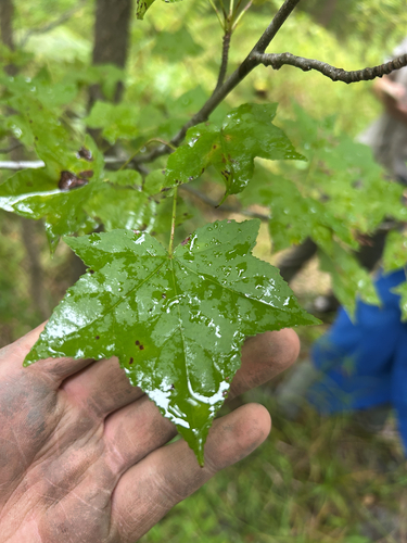 American sweetgum