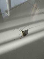 Macrochenus tigrinus