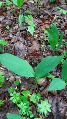 Convallaria majalis